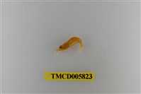 藏品(長額米蝦)的圖片